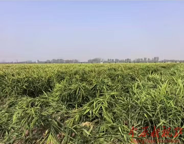 叶县：九龙街道 孟南村生姜大获丰收