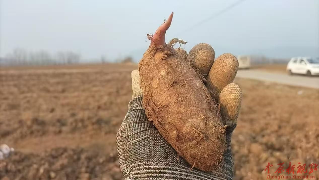舞钢市杨庄乡：红芽芋撑起“致富伞” 特色种植拓宽振兴路