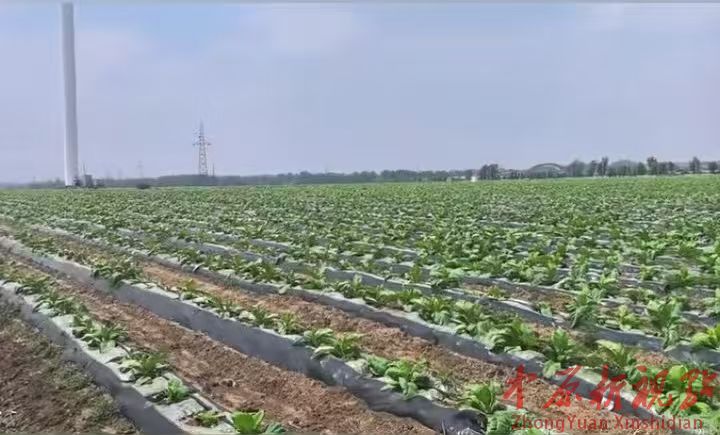 叶县保安镇 :“金叶子”助力产业兴