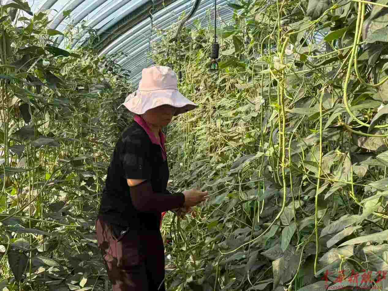 一棚双产  四季生金 ——舞钢市杨庄乡隆源公司菌菜轮作解锁生态致富新密码
